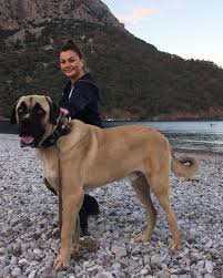 Turk Aslani Malakli Malakli Malakli Dog Kangal Kangaldog Kangal Dog Horses And Dogs Dogs