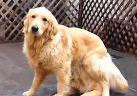 Beautiful dog with black eye susans blooming. Golden Retriever Gif Find On Gifer
