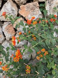 Image result for Lantana nivea