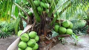 How to abbreviate kumpulan pertanian kelantan berhad? Kelantan Allocates Rm400 000 To Distribute Free Coconut Seedlings To Farmers
