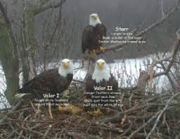 Check spelling or type a new query. Bald Eagle Faq Stewards Of The Upper Mississippi River Refuge