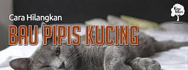 Apakah kalian punya tips lain yang bisa diaplikasikan? Cara Hilangkan Bau Pesing Pipis Kucing Klopmart