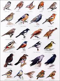 Garden Bird Chart Backyard Birds Backyard Birds Watching Bird Identification