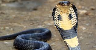 Ular paling bisa tedung selar / king cobra. Jenis Ular Yang Sering Ditemui Di Malaysia Myinformasi