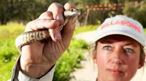 Today at Craigburn farm at the Craigburn Nursery we caught 3 4ft plus  Eastern Brown Snake to go with 2 more we caught there last Thursday. Thats  5 snakes out of the