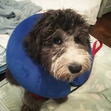 So When Are We Going Boating Poppy Is Actually In Recovery After Being Spayed Earlier This Week Sheepadoodle Doodle Dog Dogs Dogsofinstagram Spay