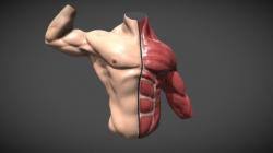 Vergleiche preise für torso anatomie und finde den besten preis. Torso Organ Anatomy 3d Models Stlfinder