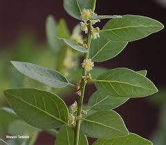 Image result for Clutia