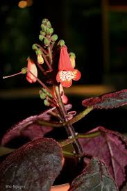 Image result for Smithia erubescens