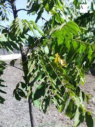 Identifying fruit trees by their leaves. Can Anyone Help Me Identify These Tree Leaves Ii Part