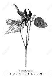 Check spelling or type a new query. Vector Illustration With Clematis Flower Drawn By Hand Graphic Drawing Pointillism Technique Black And White Floral Element For Design Royalty Free Cliparts Vectors And Stock Illustration Image 92110599