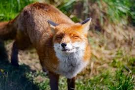 Website bonnie und clyde im tierreich weather channel Fuchs Im Garten Am Helllichten Tag Was Tun 100 Neu Outdoorando
