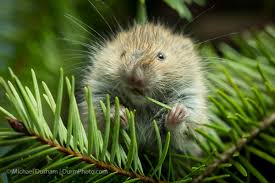 Image result for Volusia amboinensis