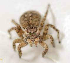 There are always new things to discover. V Fleck Springspinne Bund Naturschutz In Bayern E V