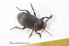Lejardindelucie Dendaris Tristis Coarticollis Petit Coleoptere Noir Cache Dans Le Bois Mort