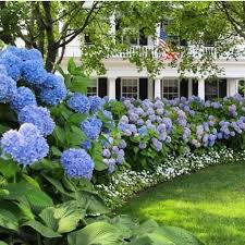 33 Beautiful Hydrangea Design Ideas Landscaping Your Front Yard Beautiful Design Front Hydrangea Landscaping Front Landscaping Beautiful Hydrangeas