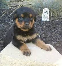 Our babies will be well socialized, and totally lovable. Rottweiler Puppies For Sale In Michigan Petfinder