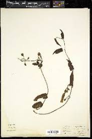 Image result for Ipomoea coscinosperma