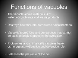 However, the function and significance of vacuoles vary greatly according to the type of cell having much greater prominence in the cells of. Vacuoles And Cytoplasm Ppt Download