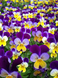 All Sizes Pansies Flickr Photo Sharing Pansies Flowers Beautiful Flowers Fragrant Flowers