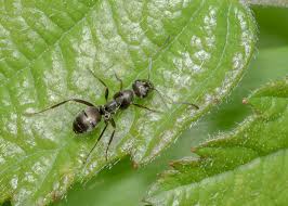 Image result for Formica fusca