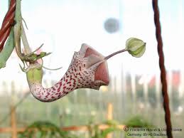 Image result for Ceropegia lugardiae