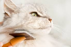 Even if the costs of professional. Cat Dental Exams What You Need To Know About Cat Teeth Cleaning Daily Paws