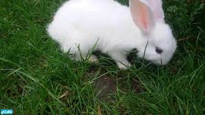 تفسير حلم رؤية الأرنب فى المنام