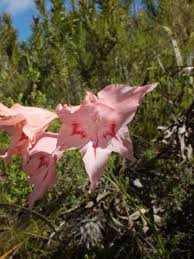 Image result for Gladiolus virgineus