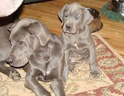 All donations go directly to helping our dogs. Puppies Great Dane Puppy Blue Great Danes Blue Great Dane Puppy