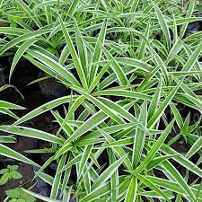 Image result for Anthericaceae