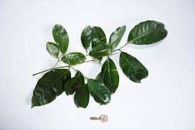 Image result for Irvingiaceae