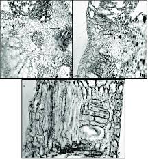 Image result for Rhynchosia divaricata