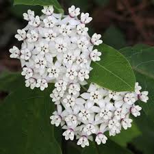 Asclepias Variegata Pee Dee Nwr Milkweed Plant Milkweed Seeds Asclepias