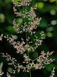 Image result for Agrostis