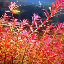 Image result for Rotala fontinalis