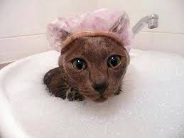 Cat Wearing A Shower Cap In A Sink Of Bubbles Funny Animal Pictures Funny Animals Animals
