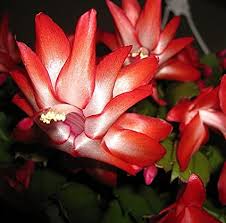 Our christmas cactus does well in bright and indirect light. Amazon Com Red Christmas Cactus Plant Zygocactus 4 Pot Toys Games