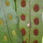 Image result for Pleopeltis macrocarpa