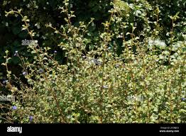 Image result for Ceratostigma griffithii