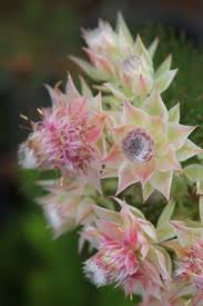They were very inexpensive, $5 a piece. Pin On Serruria Florida Blushing Bride Proteaceae