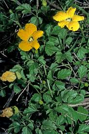 Image result for Momordica cardiospermoides