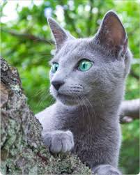 Russian Blue Cat My Grandparents Once Had One Rip Blue Russian Blue Russian Blue Cat Cats