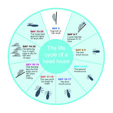 Image result for lice life cycle