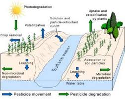 Aquatic Ecosystem