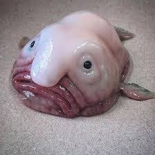 Der blobfisch kuscheltier produktvergleich hat erkannt, dass das verhältnis von preis und leistung des verglichenen testsiegers im test sehr herausstechen konnte. Blobfisch Frogblog
