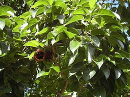 Image result for Sterculia subviolacea