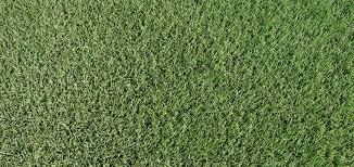 Maybe you would like to learn more about one of these? The Grass Patchzeon Zoysia The Grass Patch