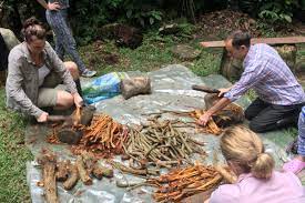 Ayahuasca What Really Happens In An Ayahuasca Ceremony