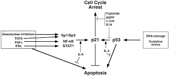 Maybe you would like to learn more about one of these? The Role Of The Cyclin Dependent Kinase Inhibitor P21 In Apoptosis 1 Supported In Part By Nih Grant R01 Dk56283 To A L T For The P21 Research And Campus Research Board And